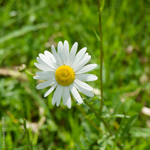 Chrysanthemum leucanthemum or leucanthemum vulgare.  An Oxeye daisy flower with white petals surronded a yellow central disc on a hairy stem
 photo