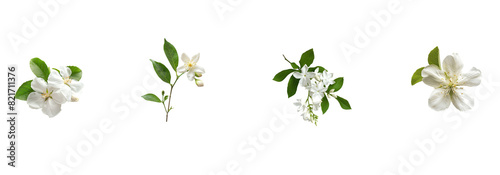 Wallpaper Mural Sequential Stages of White Flower Bloom  - A Botanical Life Cycle Series ,White Flowers With Green Leaves,Isolated on White background,PNG Torontodigital.ca