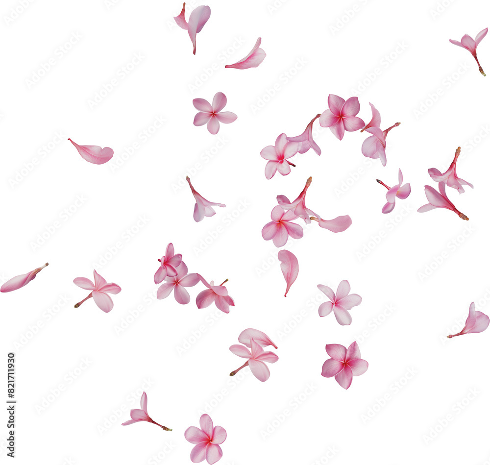 falling pink plumeria petals falling pink plumeria petals