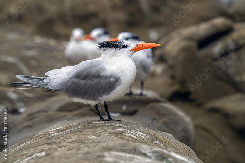 Canvas Print 2023-12-31 A ADULT TERN SITTING ON A ROCK LOOKING RIGHT IN THE SCREEN AT THE LA