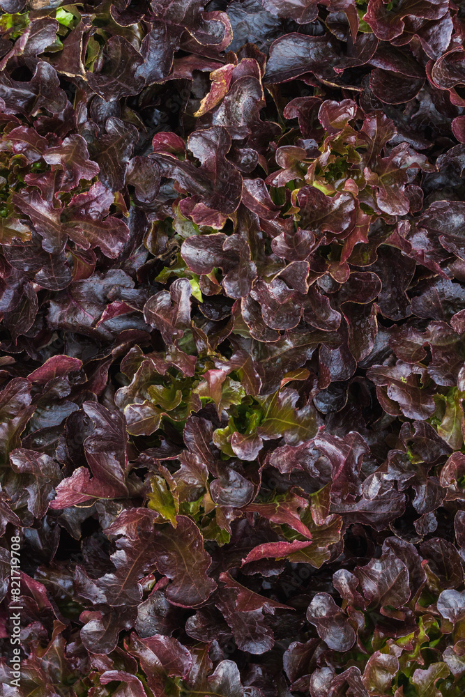 beautifully arranged background of leaves is natural pattern of leaves that occurs by itself and background images of leaves are also commonly used for adding text onto empty space of the background beautifully arranged background of leaves is natural pattern of leaves that occurs by itself and background images of leaves are also commonly used for adding text onto empty space of the background