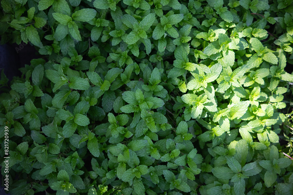 beautifully arranged background of leaves is natural pattern of leaves that occurs by itself and background images of leaves are also commonly used for adding text onto empty space of the background beautifully arranged background of leaves is natural pattern of leaves that occurs by itself and background images of leaves are also commonly used for adding text onto empty space of the background