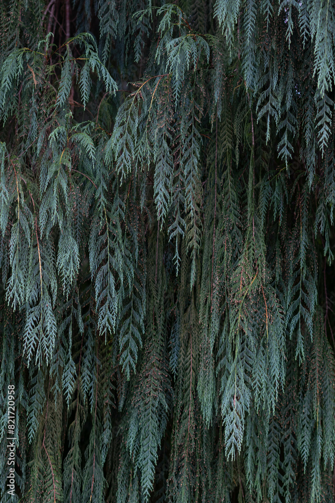 beautifully arranged background of leaves is natural pattern of leaves that occurs by itself and background images of leaves are also commonly used for adding text onto empty space of the background beautifully arranged background of leaves is natural pattern of leaves that occurs by itself and background images of leaves are also commonly used for adding text onto empty space of the background