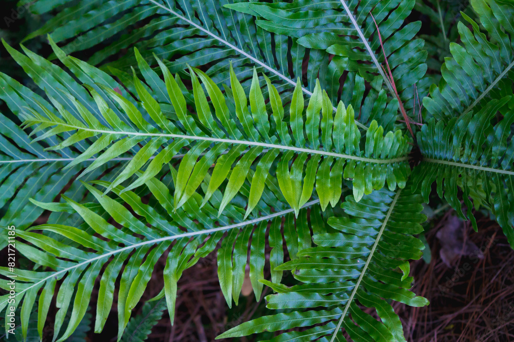beautifully arranged background of leaves is natural pattern of leaves that occurs by itself and background images of leaves are also commonly used for adding text onto empty space of the background beautifully arranged background of leaves is natural pattern of leaves that occurs by itself and background images of leaves are also commonly used for adding text onto empty space of the background