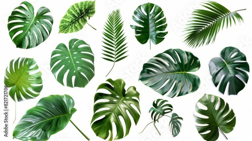 Collection of green leaves of tropical plant bush  monstera  palm  rubber plant  fern 