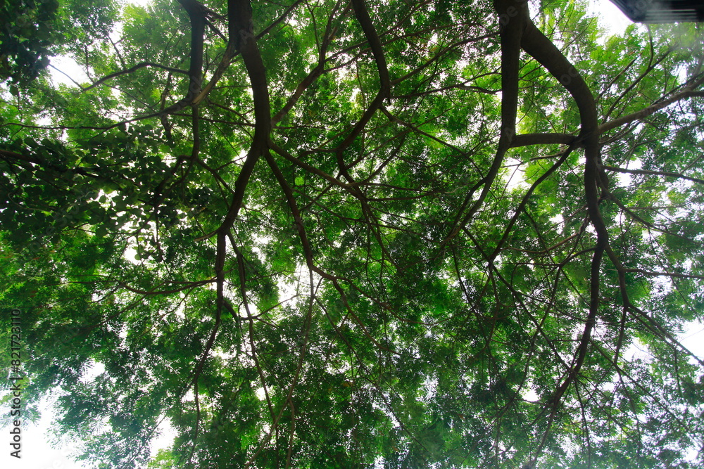 beautifully arranged background of leaves is natural pattern of leaves that occurs by itself and background images of leaves are also commonly used for adding text onto empty space of the background beautifully arranged background of leaves is natural pattern of leaves that occurs by itself and background images of leaves are also commonly used for adding text onto empty space of the background