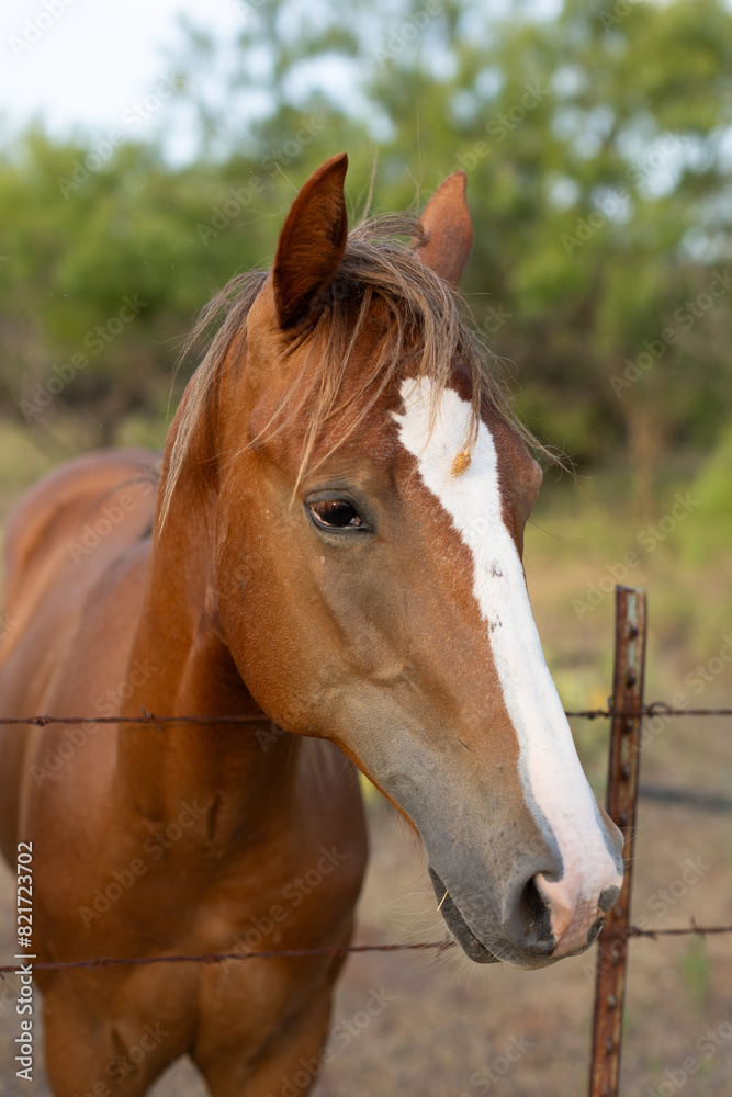 Horse looking over wire fence