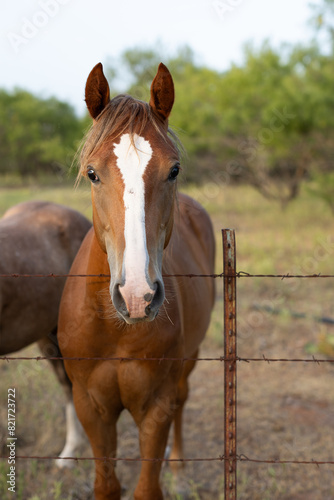 Horse looking over barbed wire fence