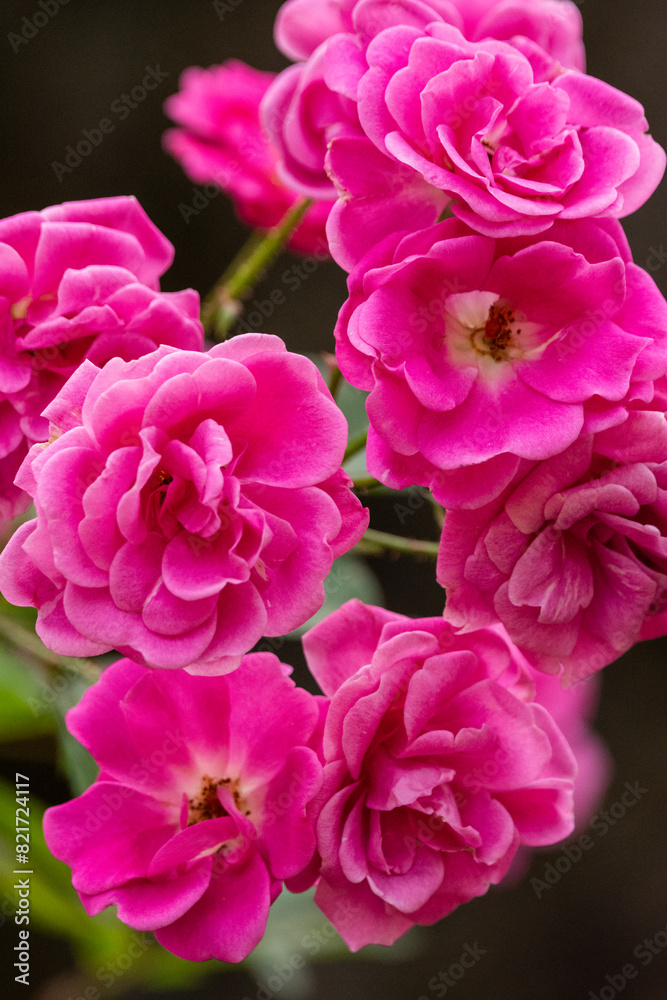Beautiful pink rose flowers in green rainforest area Beautiful pink rose flowers in green rainforest area