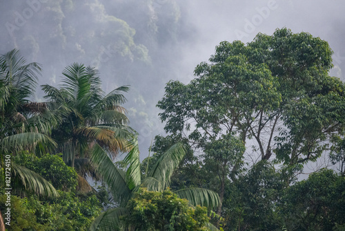 Beautiful and dense green rainforest landscape with trees and clouds