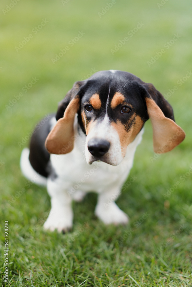 Adorable beagle puppy sitting on grass, looking curious