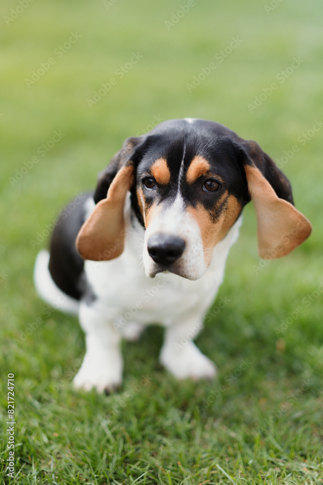 Adorable beagle puppy sitting on grass, looking curious Adorable beagle puppy sitting on grass, looking curious