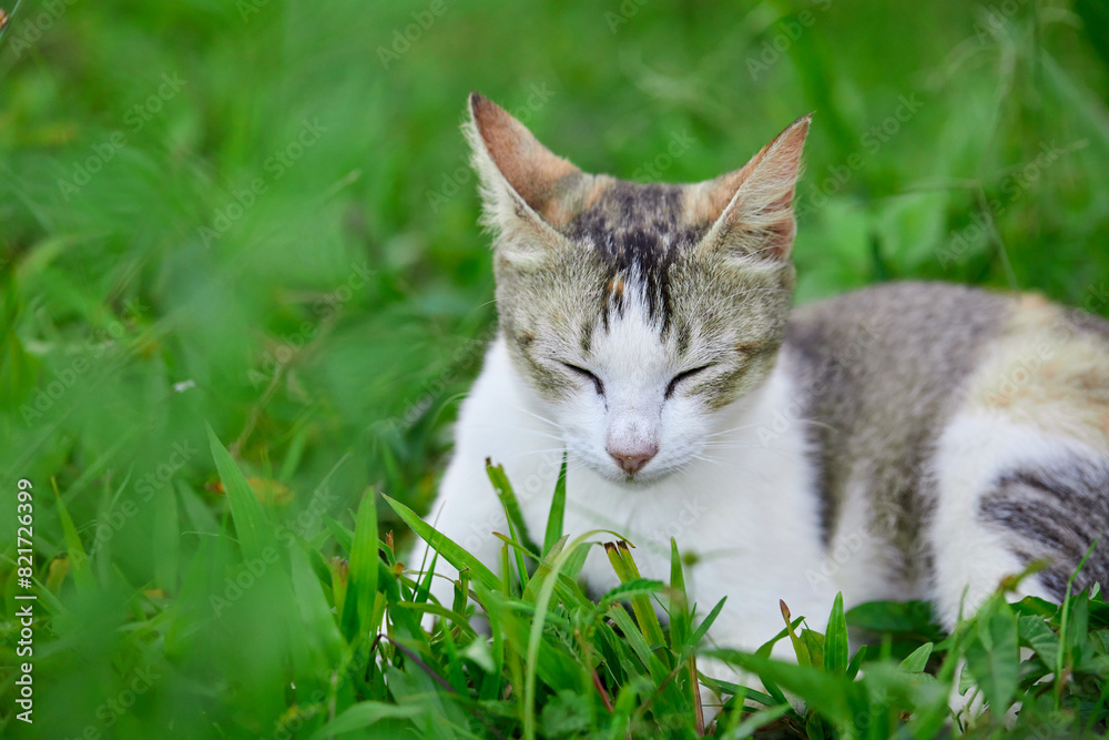 Portrait of cute cat resting on grass Portrait of cute cat resting on grass