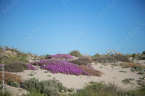 Purple verbena blooms on sandy desert dunes, clear sky photo