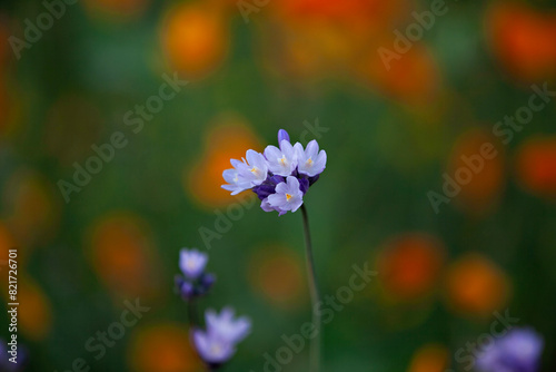 Lavender wildflower cluster  colorful bokeh background