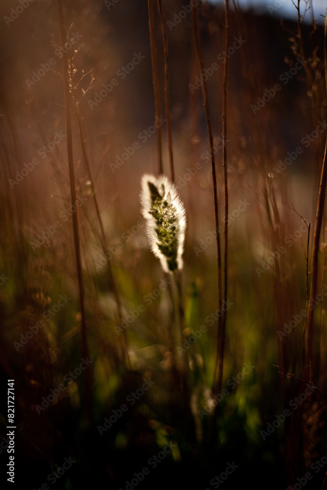 Fuzzy plant illuminated by golden sunset light.
