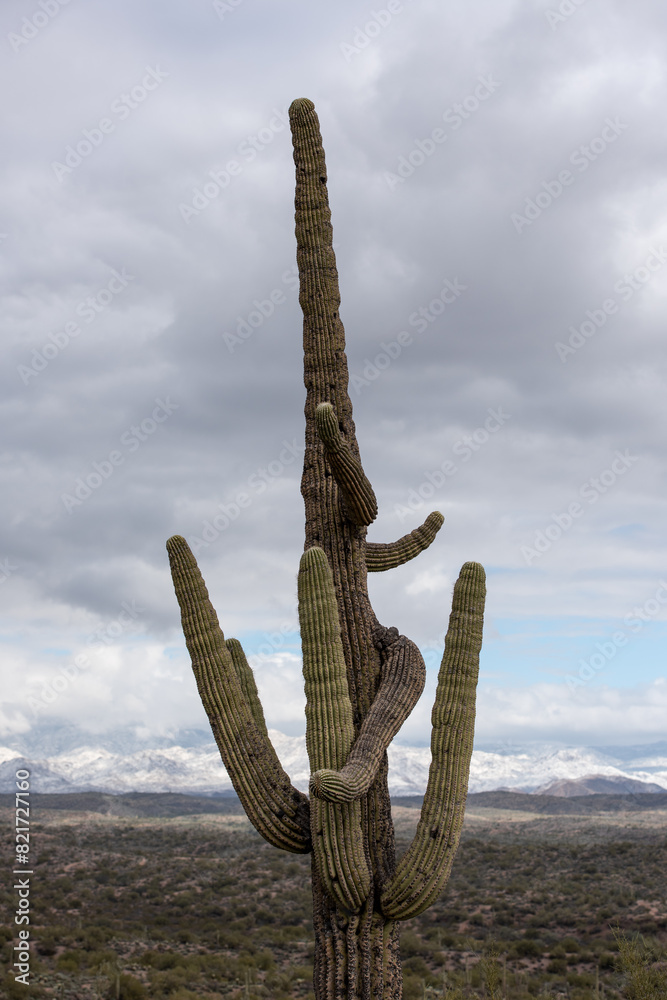 Saguaro Cactus with snow in Four Peaks Wilderness
