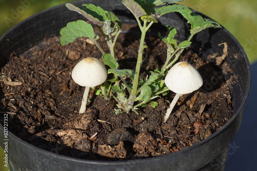 Two small mushrooms Conocybe. Probably Conocybe albipes of the family Bolbitiaceae in a pot with an anise hyssop (Agastache foeniculum). Spring, May, Netherlands.   