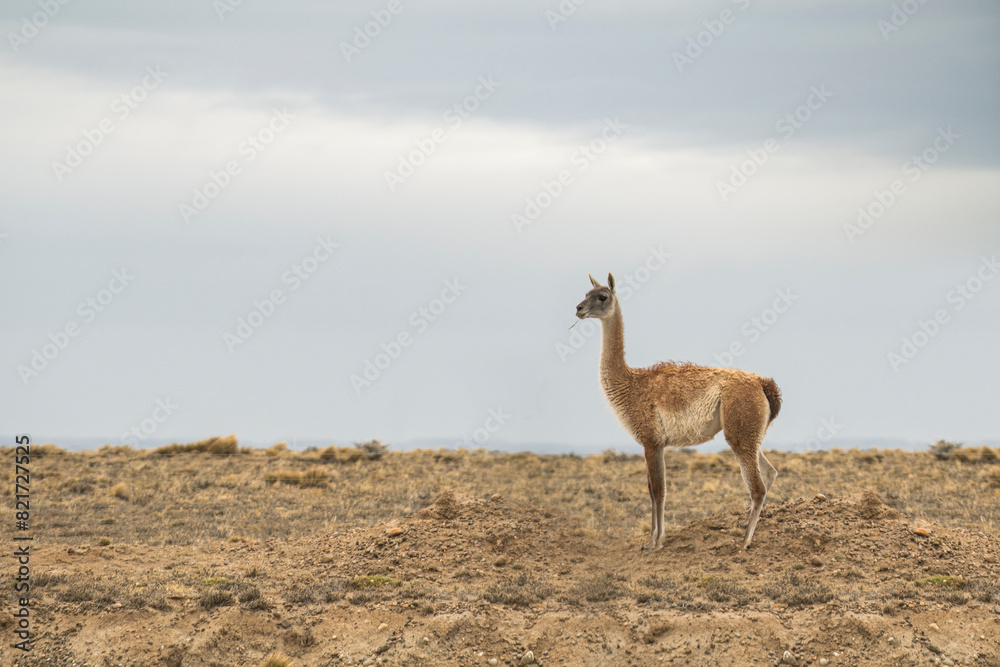 Guanacos dot the mountainous countryside of Argentina. Guanacos dot the mountainous countryside of Argentina.