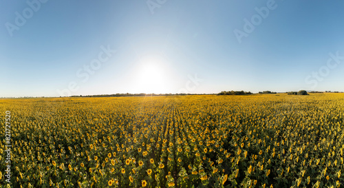 A brilliant field of sunflowers in the Argentinian countryside. photo