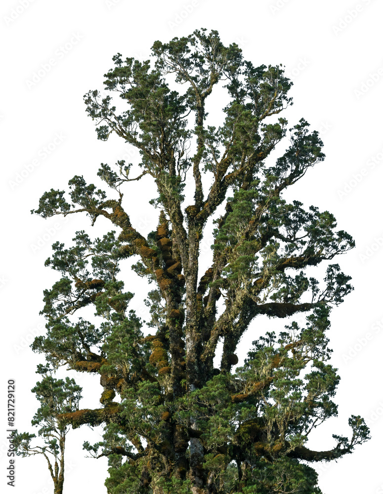 Fototapeta premium treesPNG