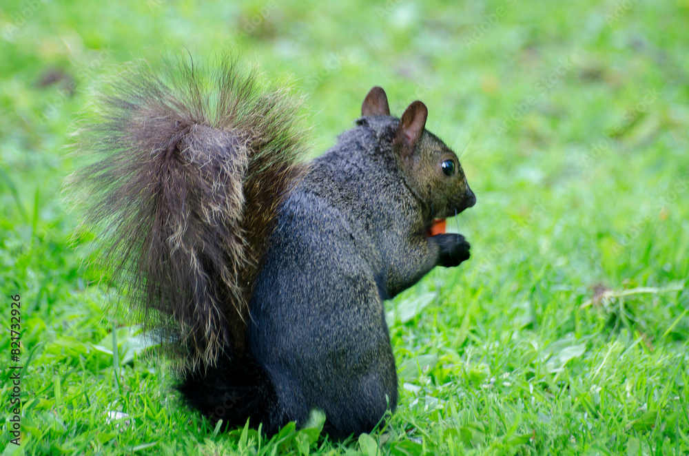 Black squirrel eating in the grass Black squirrel eating in the grass
