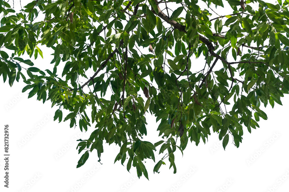 treesPNG treesPNG