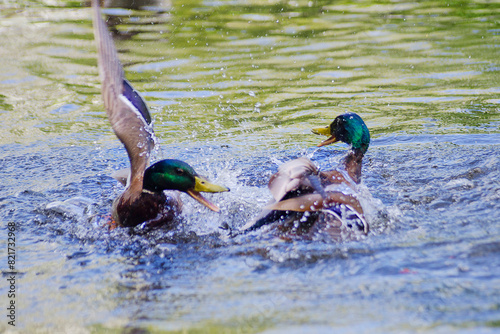 Male mallard duck fighting in the water