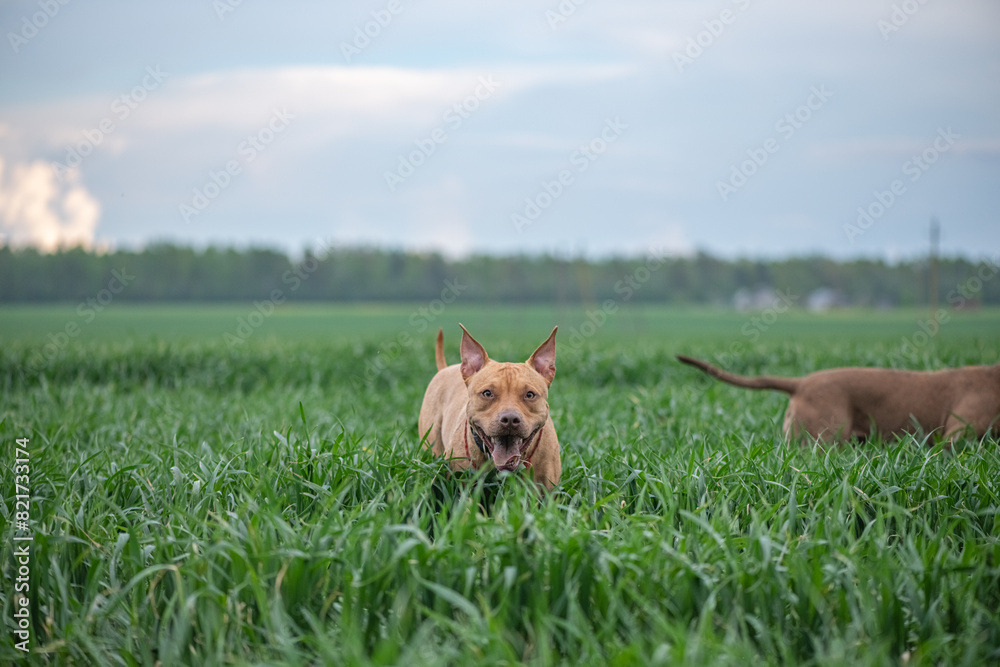 A purebred American pit bull terrier plays outdoors. A purebred American pit bull terrier plays outdoors.