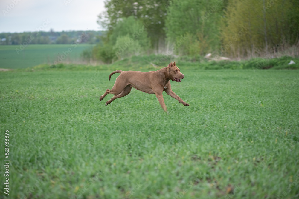 A purebred American pit bull terrier plays outdoors. A purebred American pit bull terrier plays outdoors.