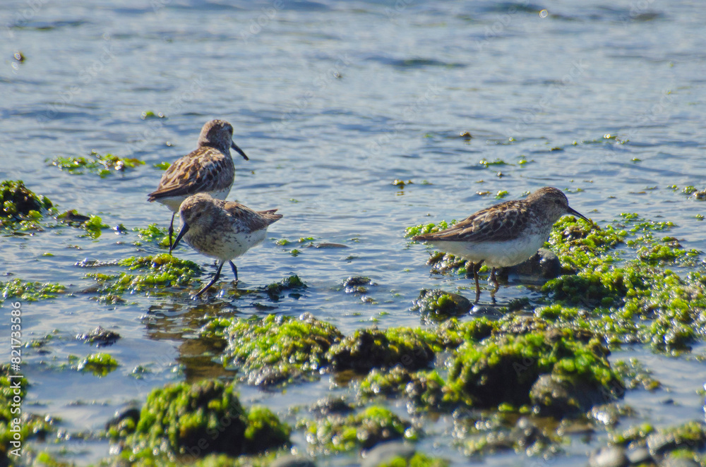 Sandpipers on the shore 2