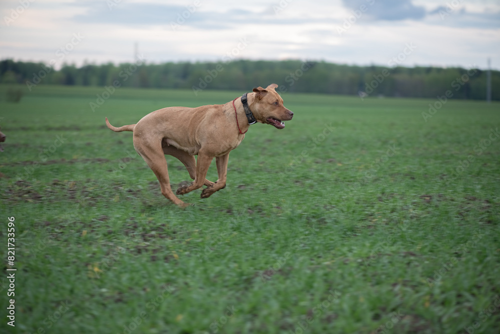 A purebred American pit bull terrier plays outdoors. A purebred American pit bull terrier plays outdoors.