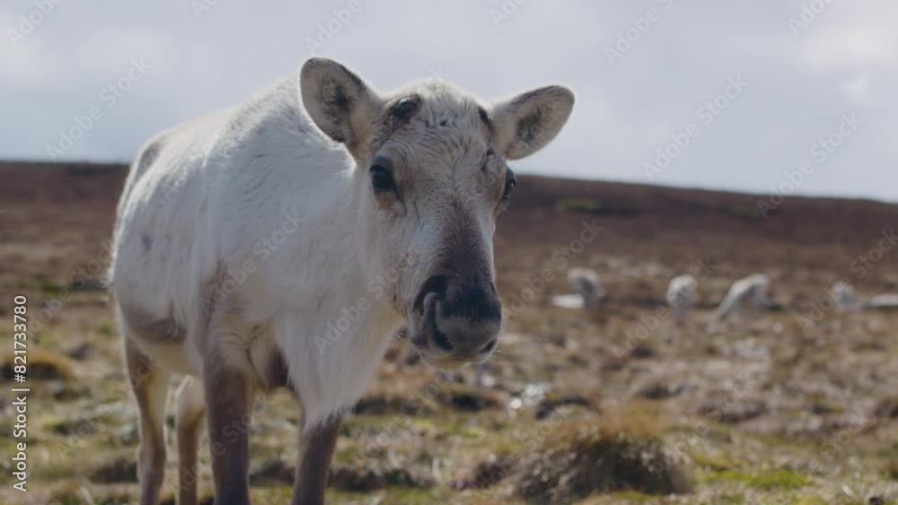 Close Up of Cairngorm Reindeer in Sunny Grassland SLOMO Close Up of Cairngorm Reindeer in Sunny Grassland SLOMO