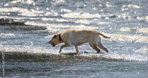 Labrador playing fetch at the beach © Charline