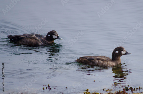 Duck pairs in the water