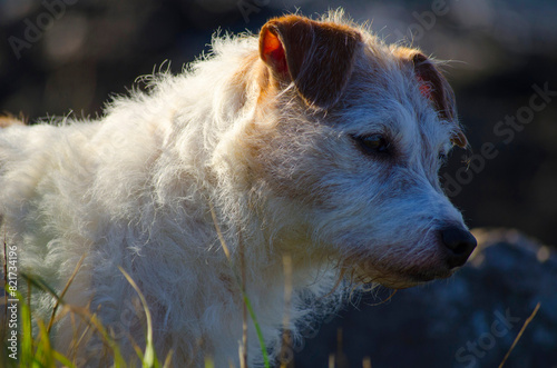 Jack Russel dog portrait