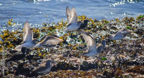 Sandpipers flying away on the beach