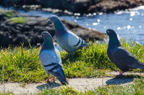 Group of pigeons in the grass