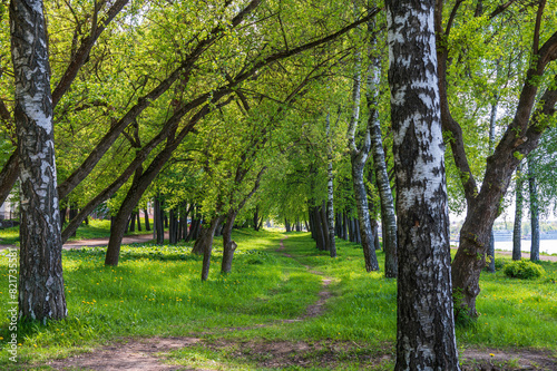 Path in a spring park in a birch grove on a riverbank.