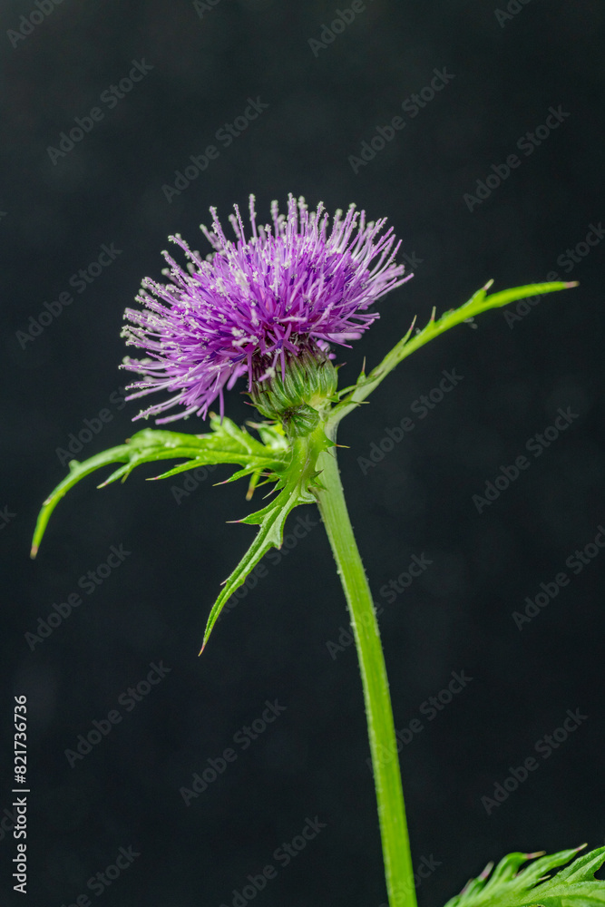 Full blooming of Japanese thistle (Cirsium japonicum) in Japan in spring
