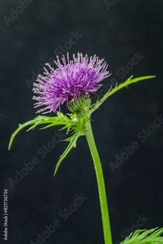 Obraz na płótnie Full blooming of Japanese thistle (Cirsium japonicum) in Japan in spring w salonie