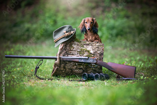 hunting Dachshund (long hair) dog breed with hunting symbol - gun and cap photo