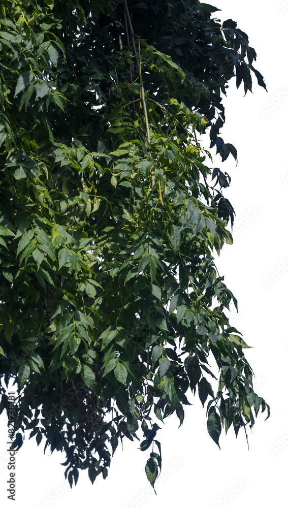 treesPNG treesPNG
