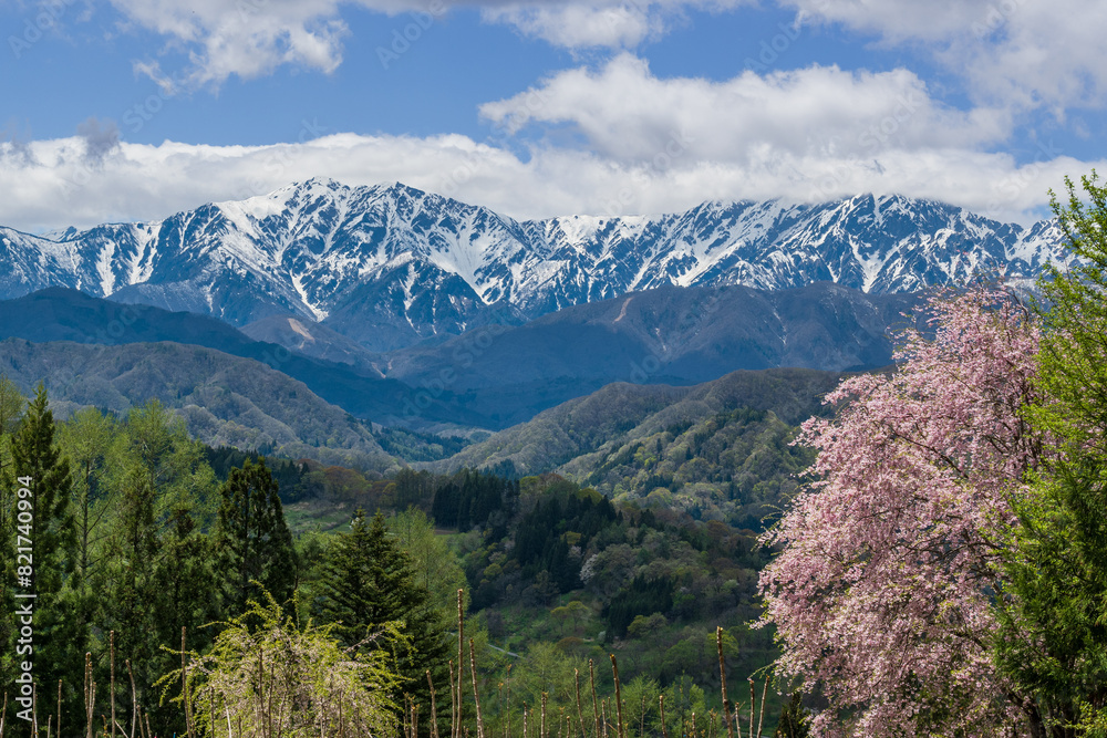 Fototapeta premium 北アルプスの残雪と満開の紅しだれ桜
