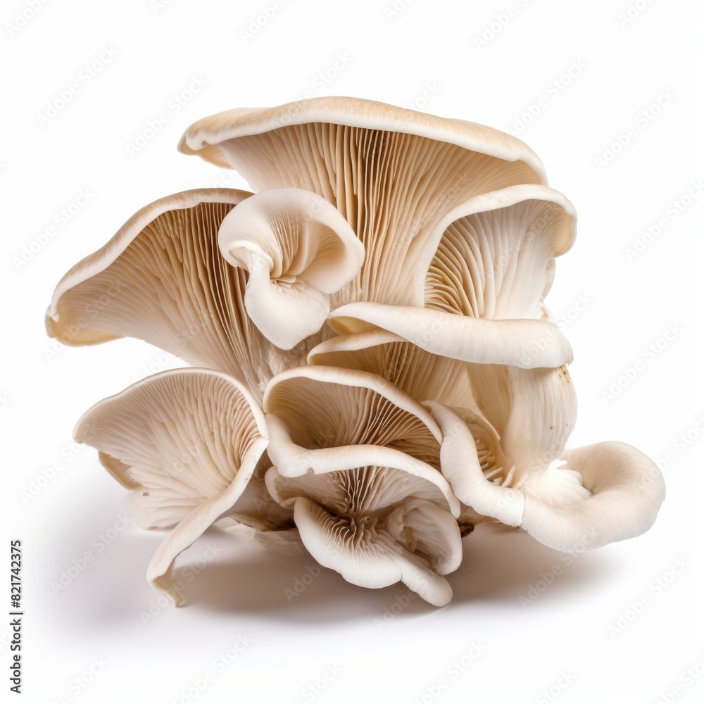 oyster mushroom on white background oyster mushroom on white background
