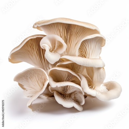 oyster mushroom on white background