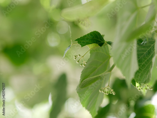 natural background with green leaves and inflorescence