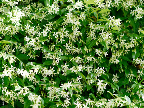 a jasmine plant in the countryside