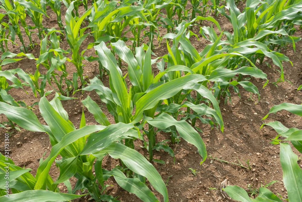 Corn