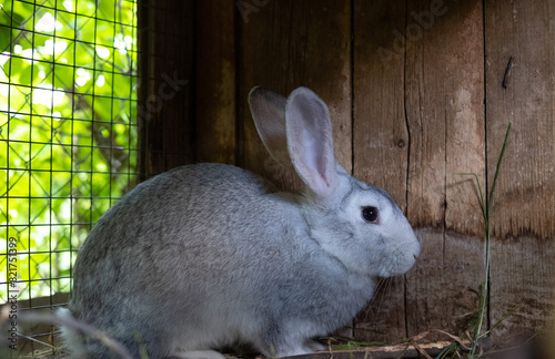 Beautiful fluffy brown rabbit in his cage on a farm.